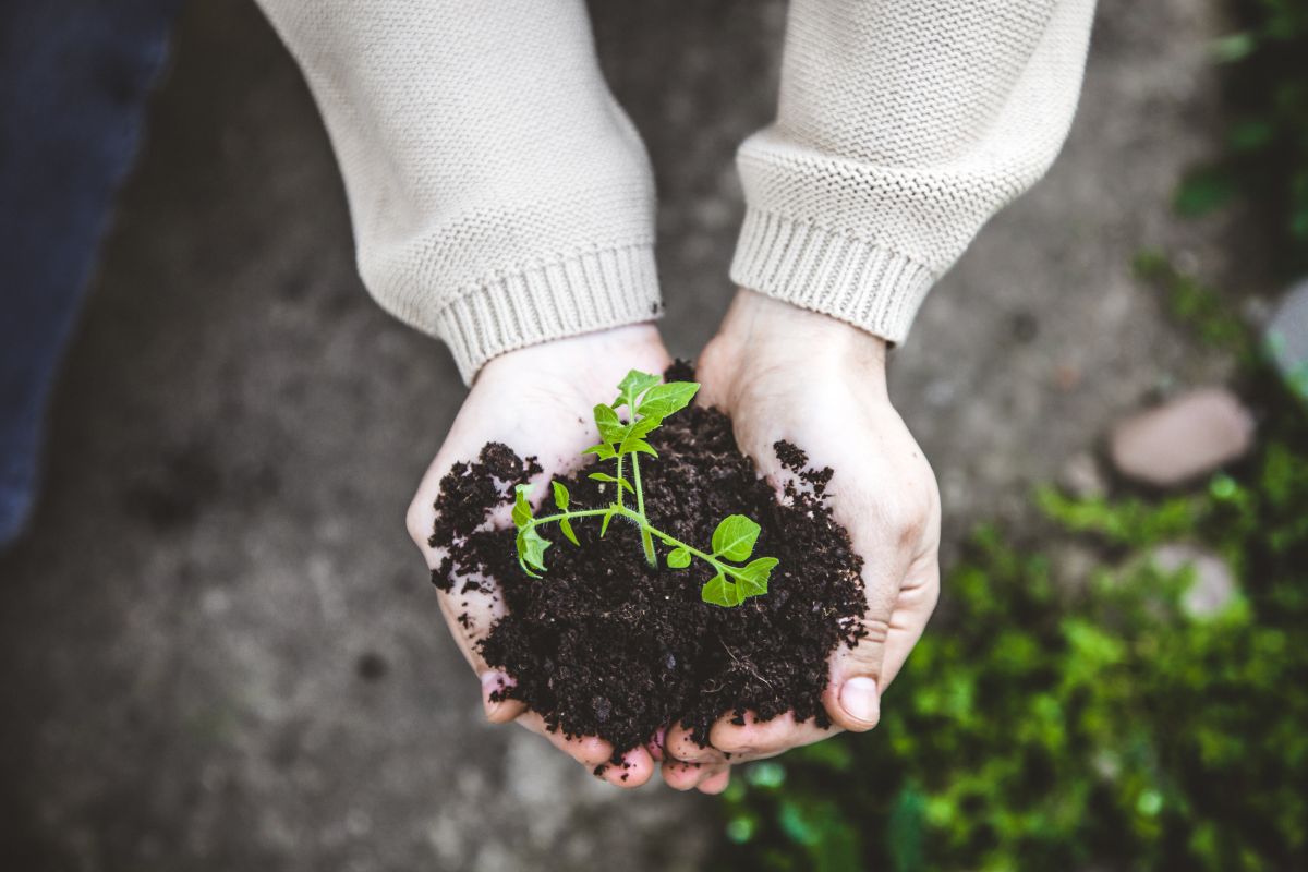 Garden Seedling In Farmer's Hands
