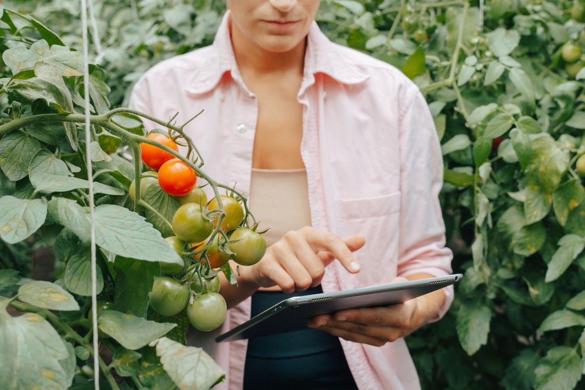 Unrecognizable Cropp Female Supervisor Hands With Digital Tablet