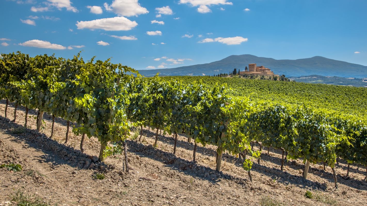 Rows Of A Vineyard In A Tuscany Winery Estate