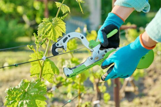 Tying The Vines In The Vineyard With A Special Stapler