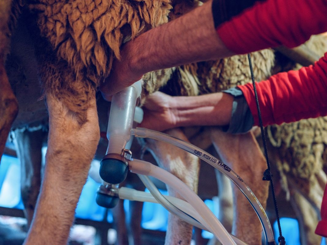 Unrecognizable Farmer Milking A Sheep With Milking Equipment