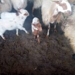 εικόνα Viber 2024 02 13 10 57 23 585