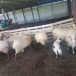 εικόνα Viber 2024 02 13 10 57 53 796