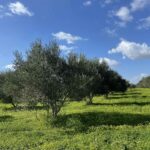 εικόνα Viber 2024 02 13 11 01 10 393