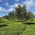 εικόνα Viber 2024 02 13 11 01 20 392