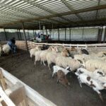 εικόνα Viber 2024 02 13 11 01 26 783