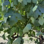 εικόνα Viber 2025 09 12 13 34 01 511