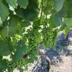 εικόνα Viber 2025 09 12 13 34 03 142