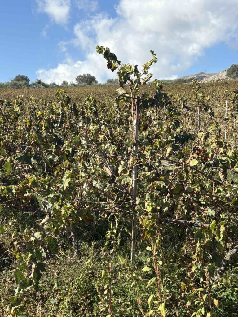 εικόνα Viber 2025 10 23 13 21 18 484