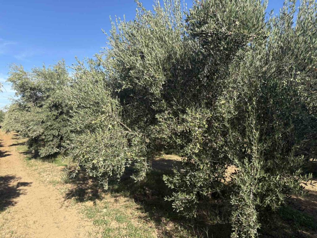 εικόνα Viber 2025 10 23 13 21 20 377