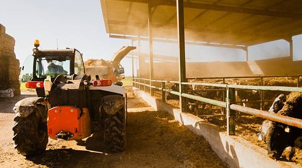 Istockphoto 2261041295 612x612