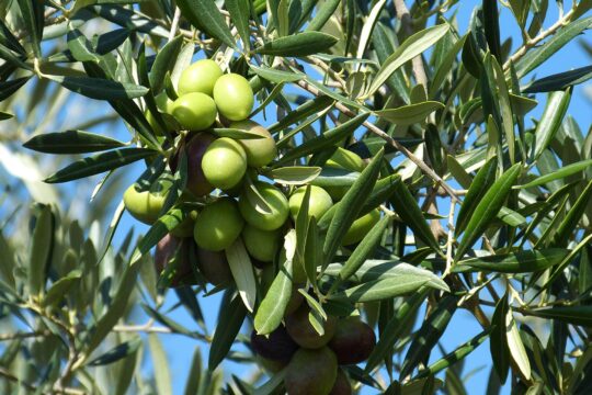 Falco Olive 224638 1920