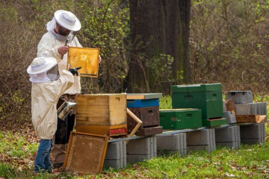 Lichtsammler Beekeeper 4426003 1920