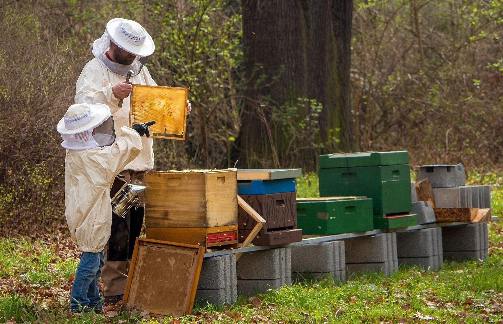 Lichtsammler Beekeeper 4426003 1920