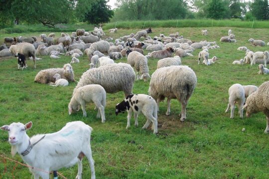 Marliese Goat 189734 1920