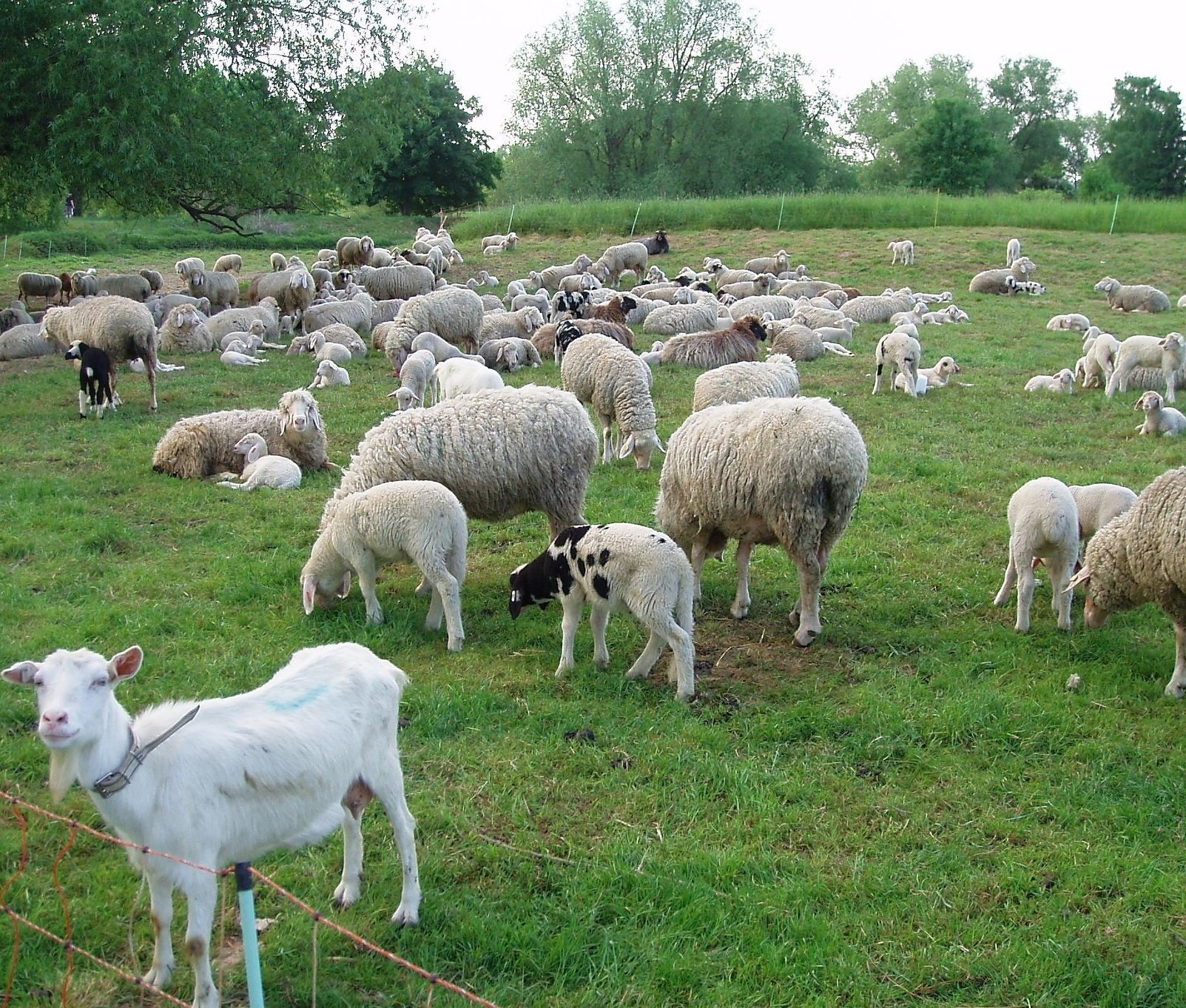 Marliese Goat 189734 1920
