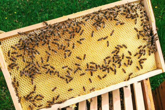 Paetkoehler Bees 5491347 1920