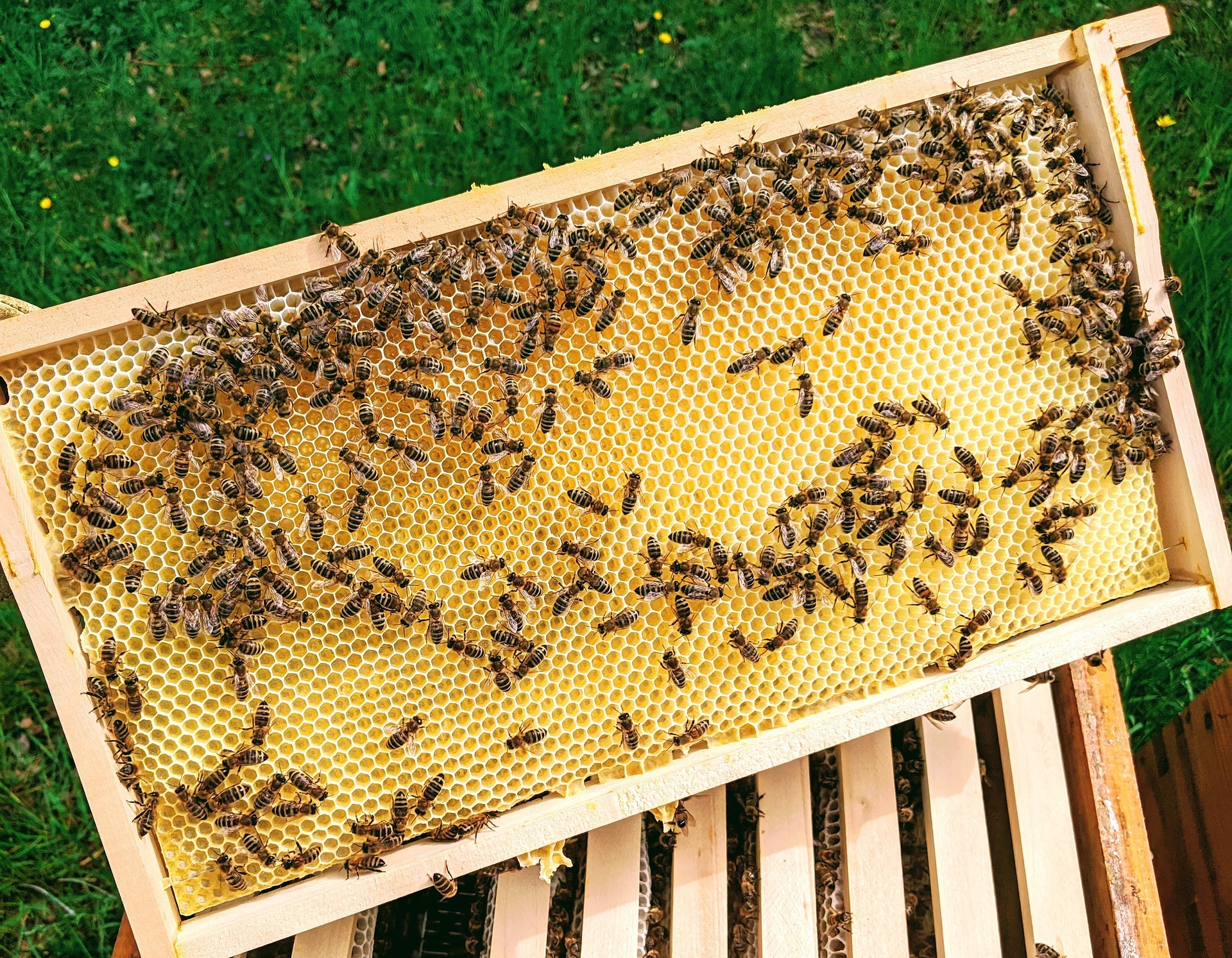 Paetkoehler Bees 5491347 1920
